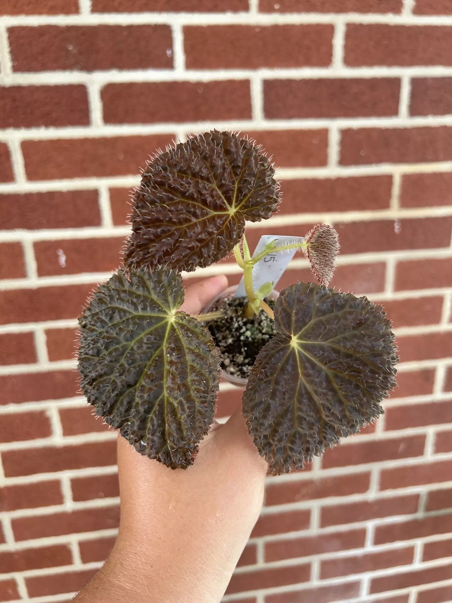 plant/Begonia ‘Ruby Dragon’-0