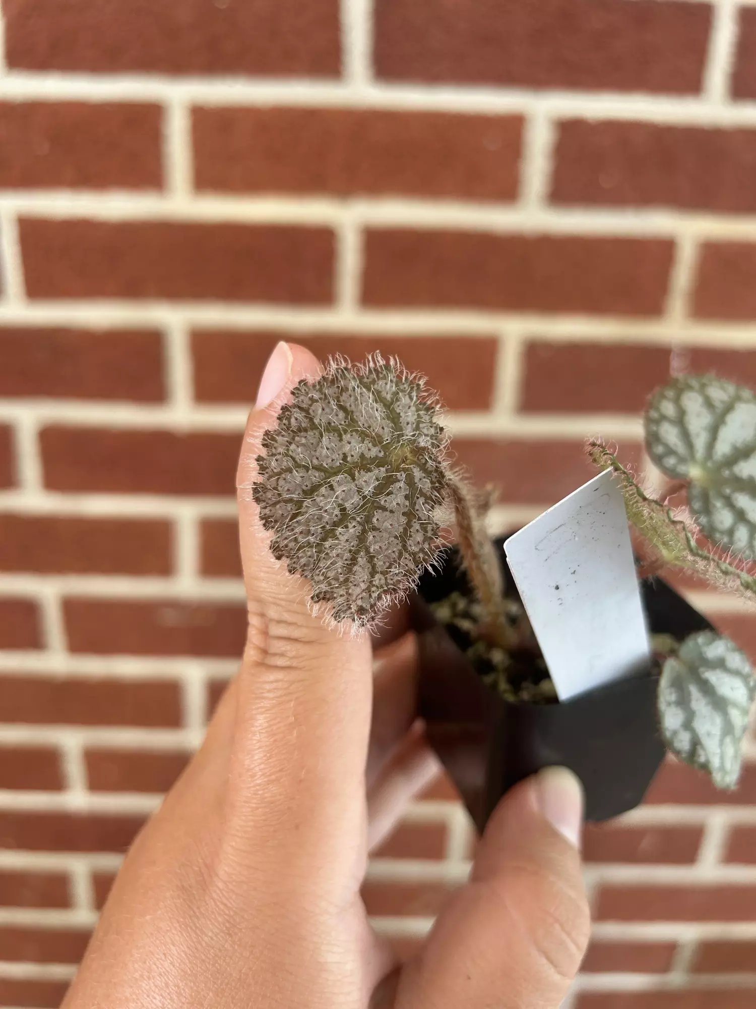 plant/Begonia ‘Confetti Yeti’-1