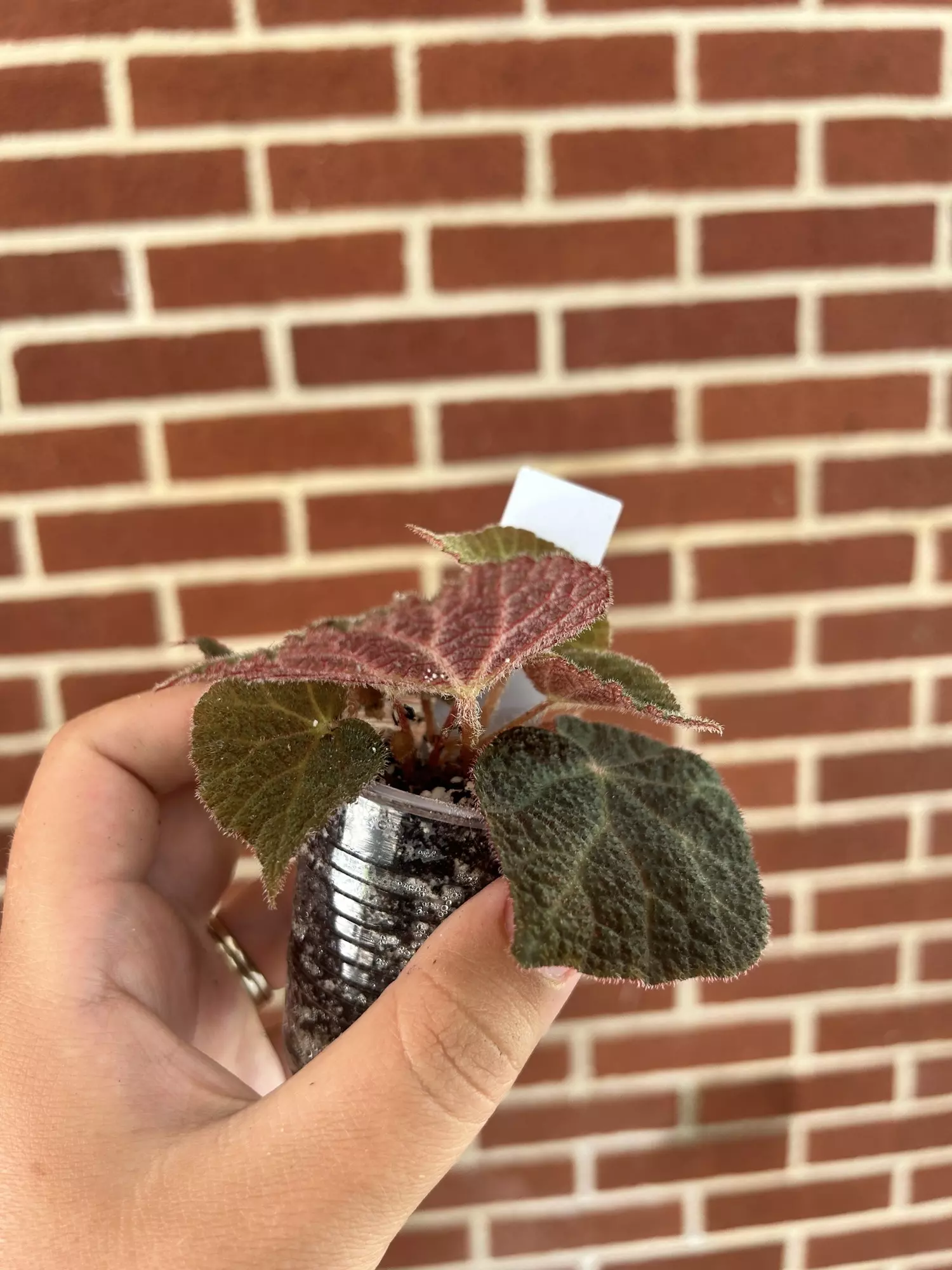 plant/Begonia ningmingensis dark form-1