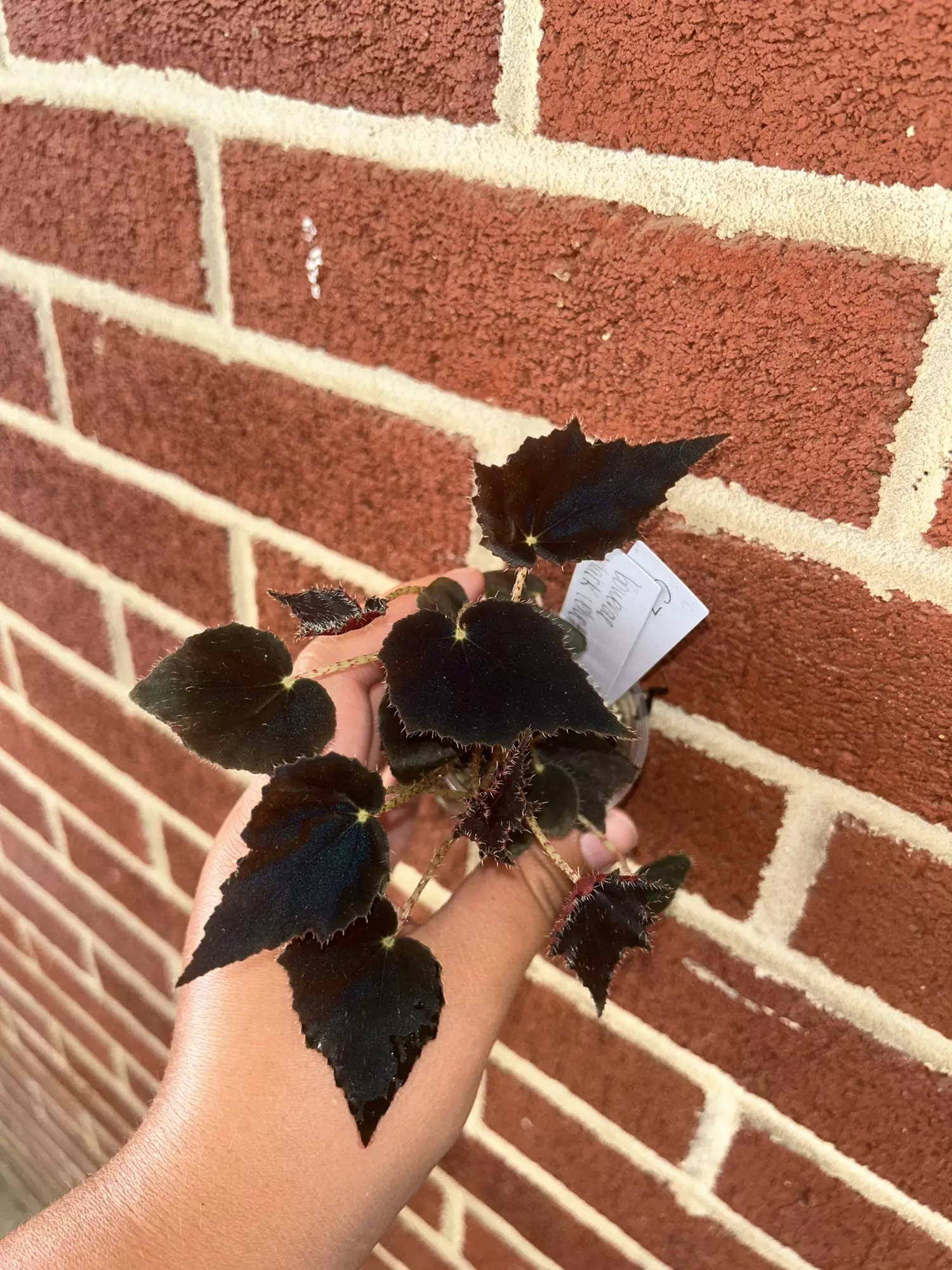plant/Begonia bowerae ‘Black Velvet’-1