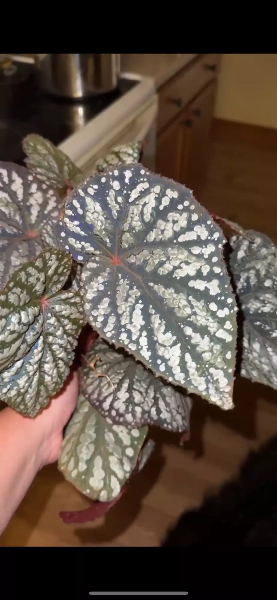 plant/Begonia ‘Betsy’-2