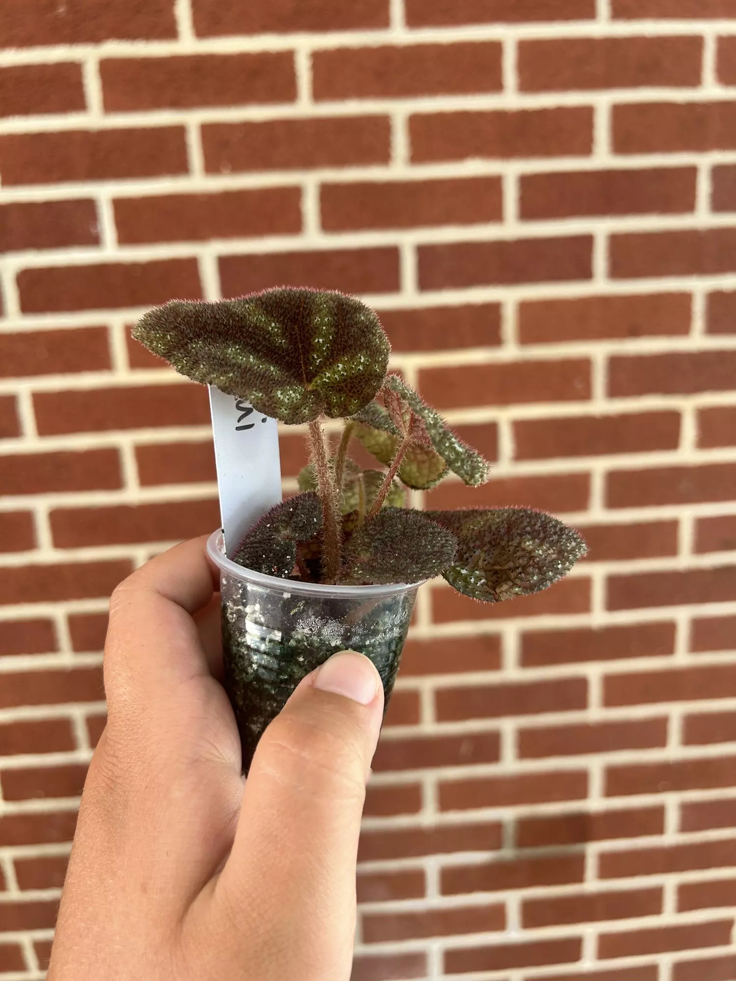 plant/Begonia kui dark form-1
