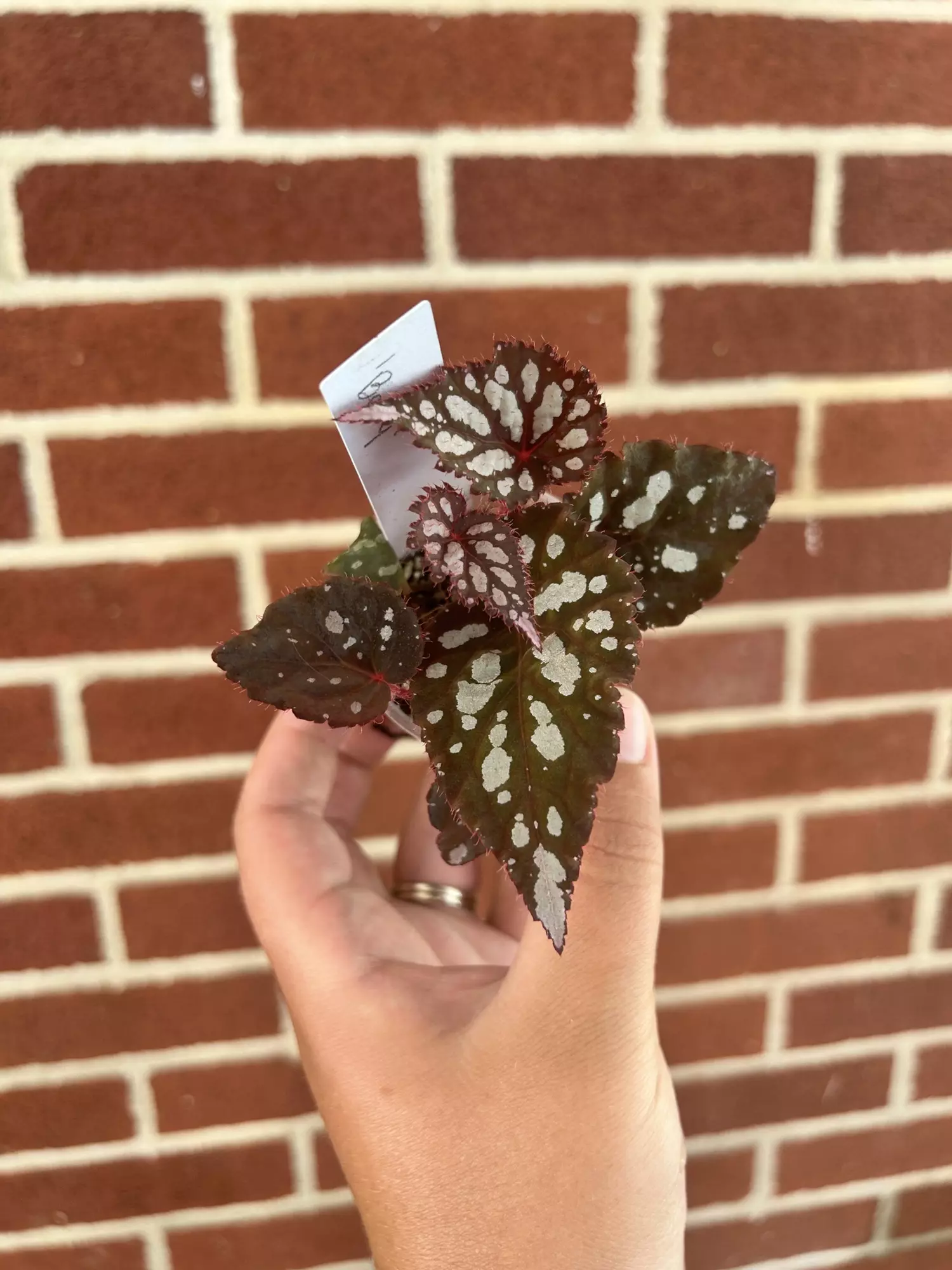 plant/Begonia ‘Betsy’-0