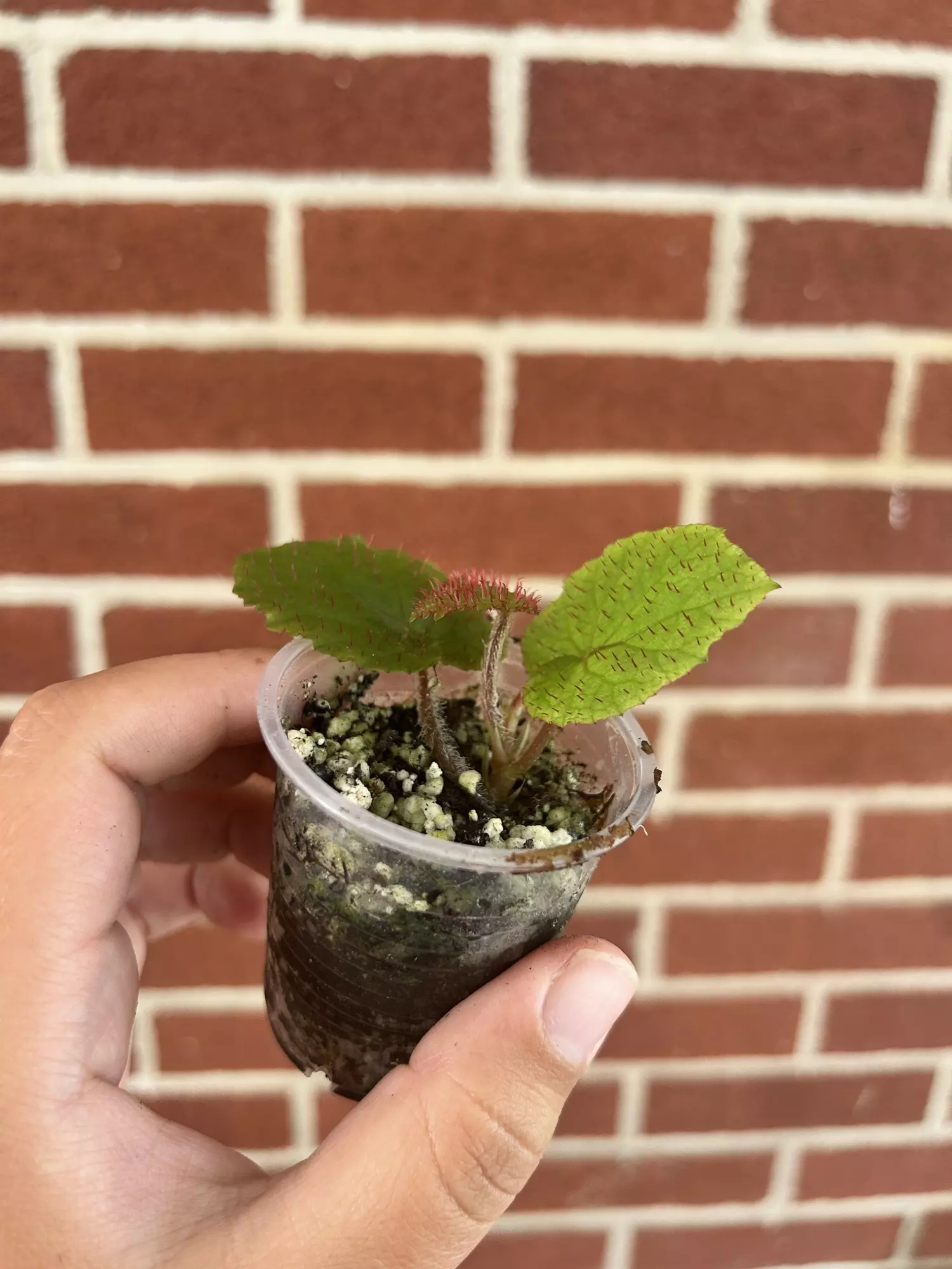 plant/Begonia limprichtii-1