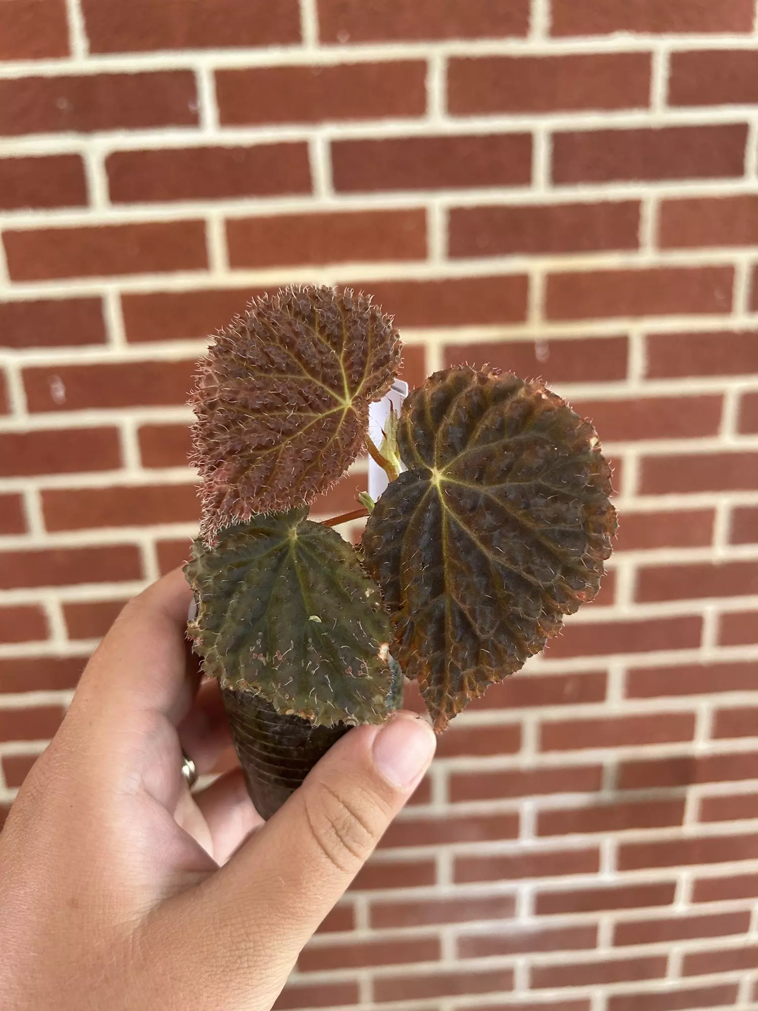 plant/Begonia ‘Ruby Dragon’-0