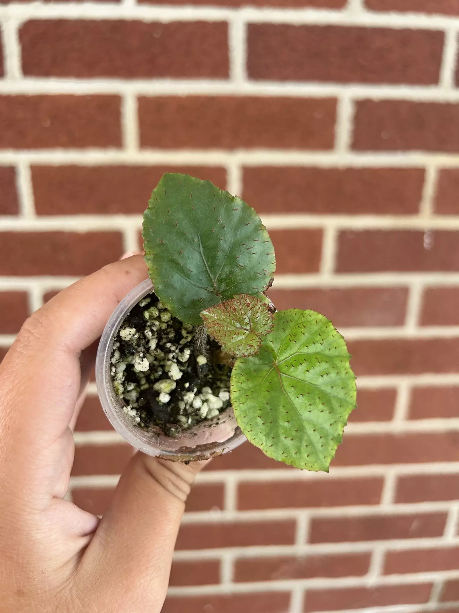 plant/Begonia limprichtii-0
