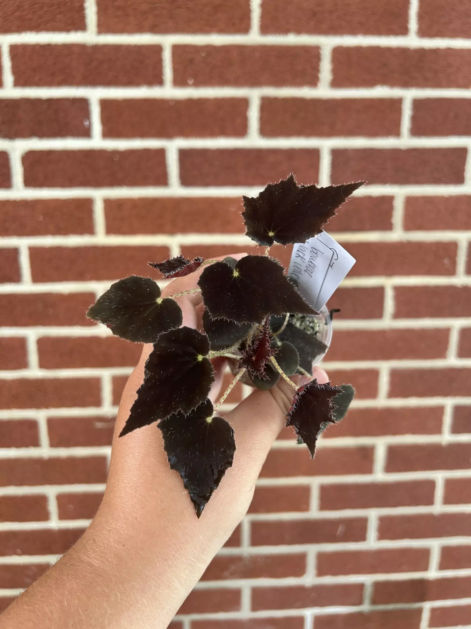 plant/Begonia bowerae ‘Black Velvet’-0
