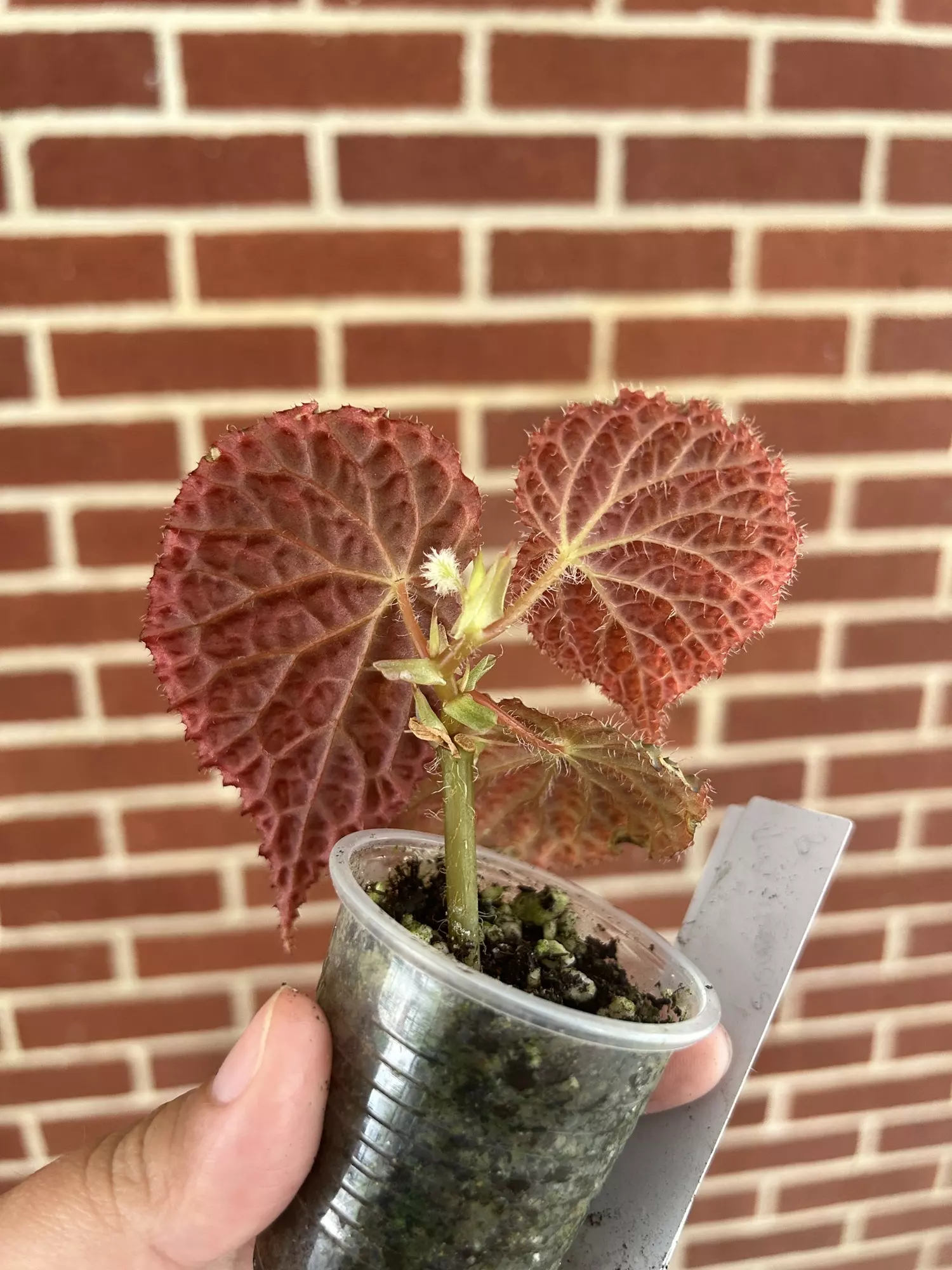 plant/Begonia ‘Ruby Dragon’-1
