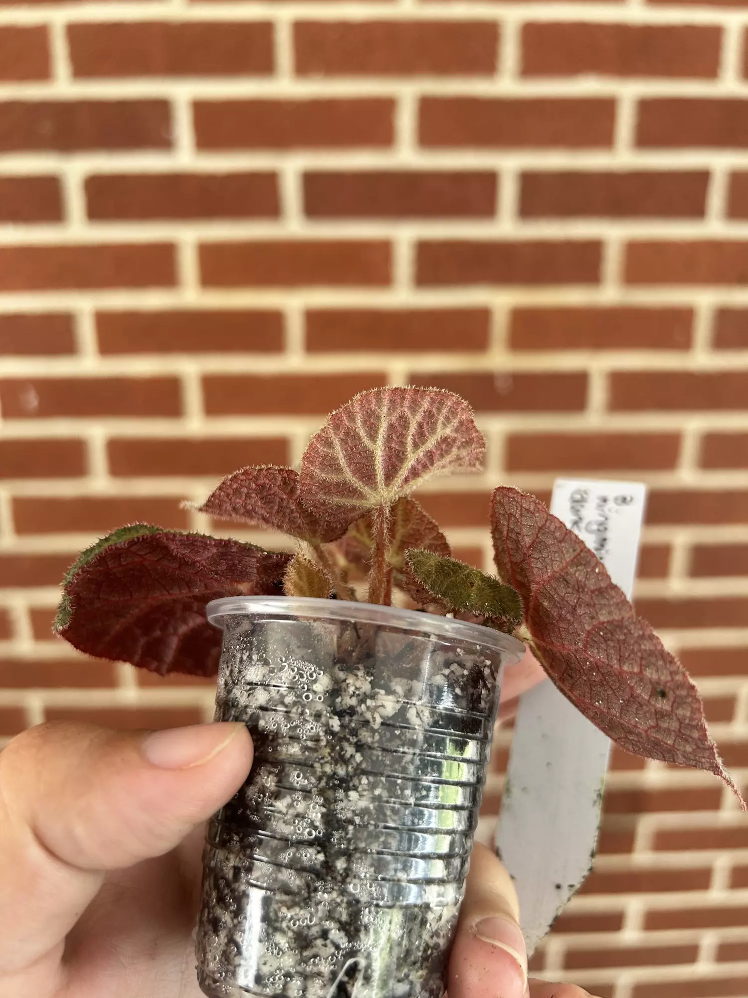 plant/Begonia ningmingensis dark form-2