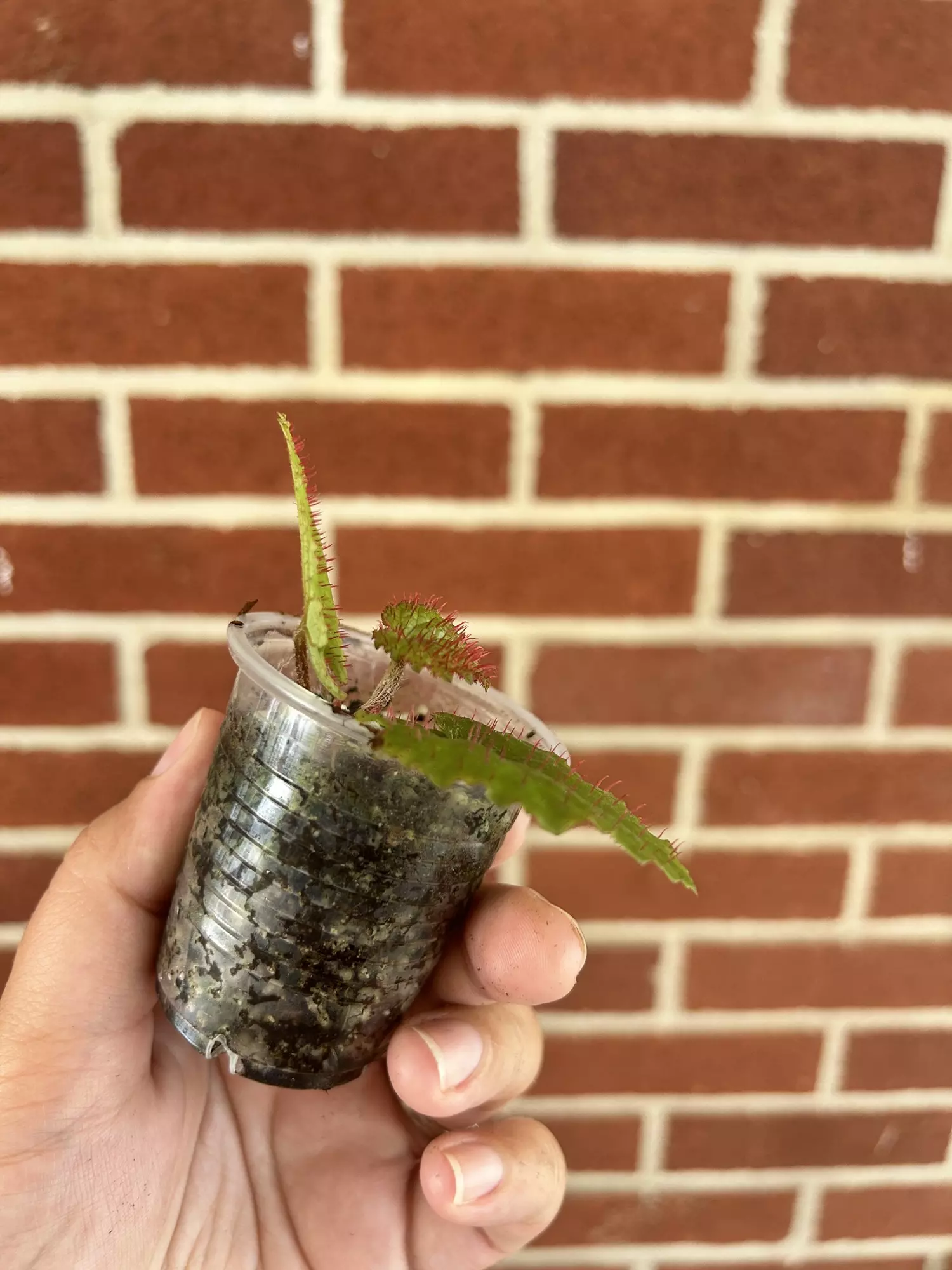 plant/Begonia limprichtii-2