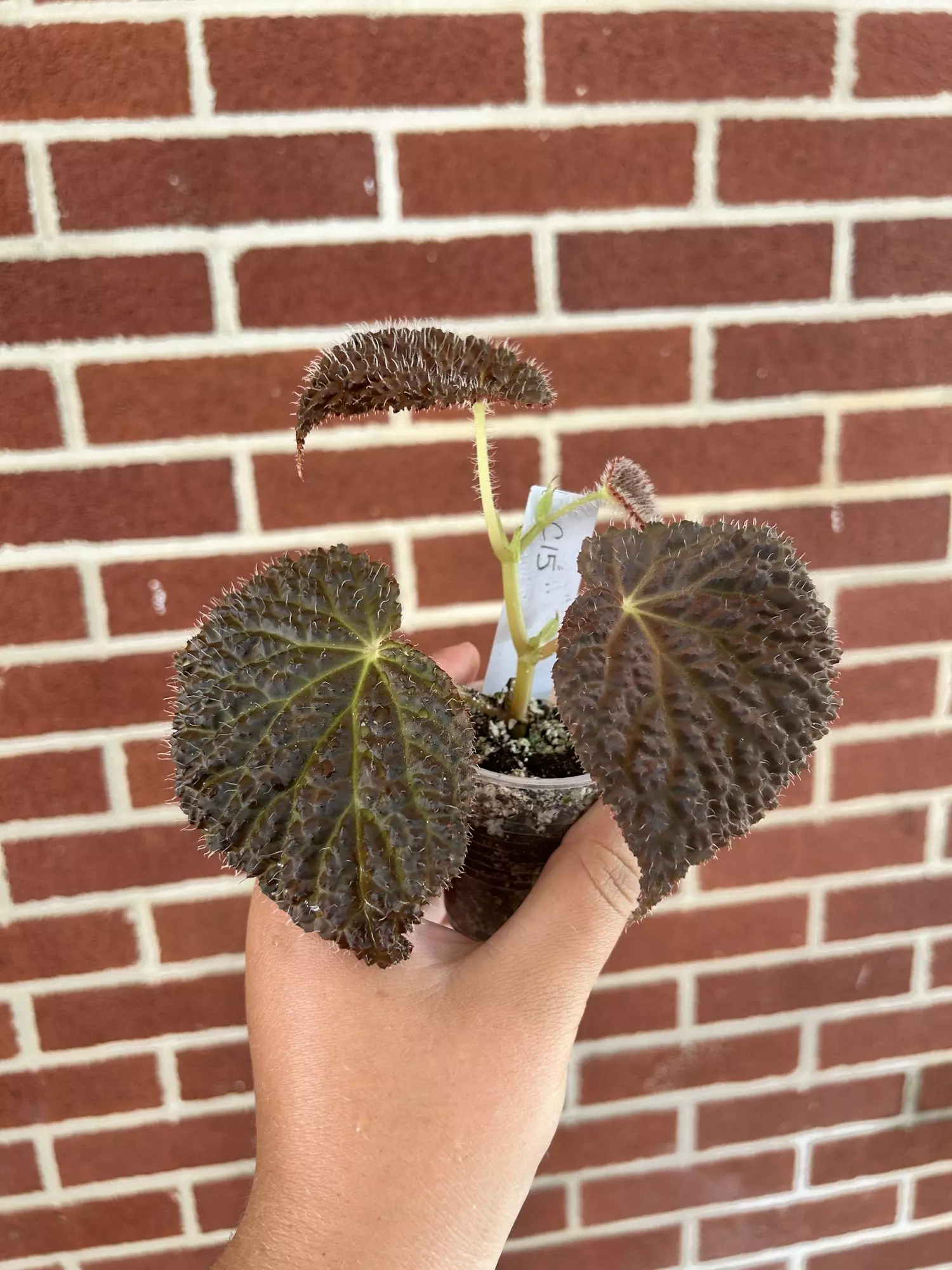 plant/Begonia ‘Ruby Dragon’-1