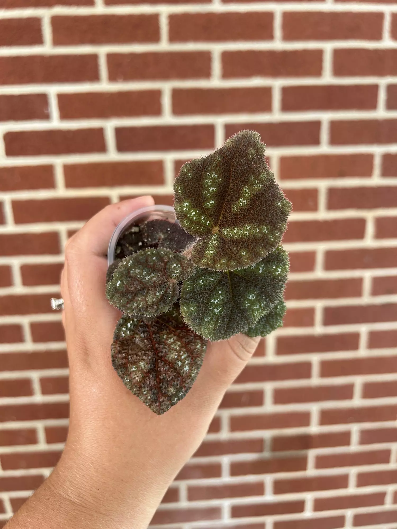 plant/Begonia kui dark form-0