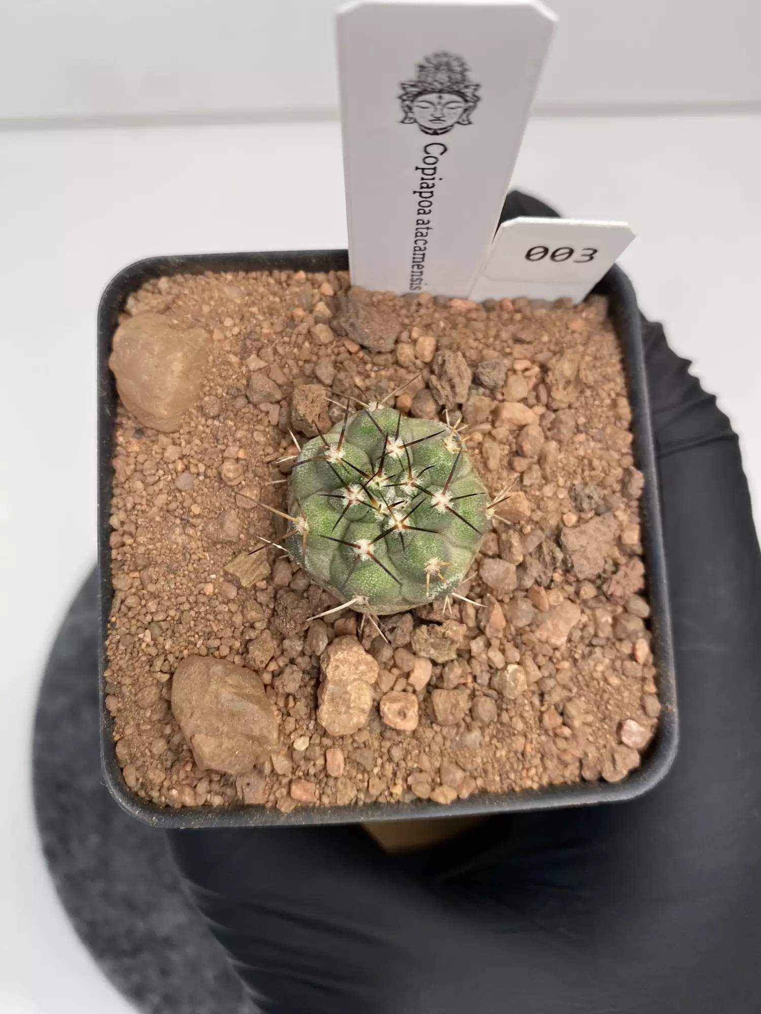 plant/Copiapoa atacamensis #003-0