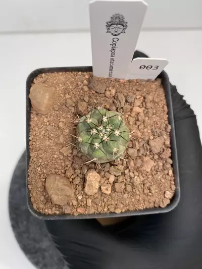plant/Copiapoa atacamensis #003-0-thumbnail