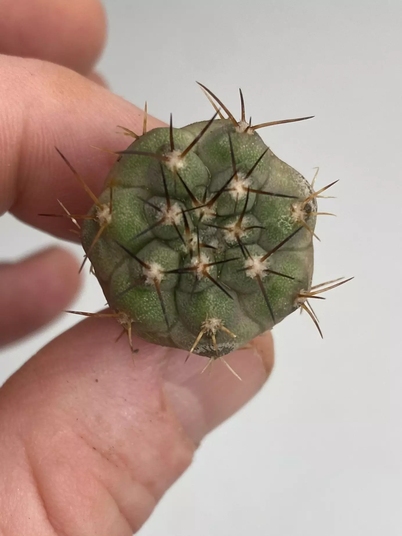 plant/Copiapoa atacamensis #003-1