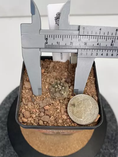 plant/Copiapoa atacamensis #005-1-thumbnail