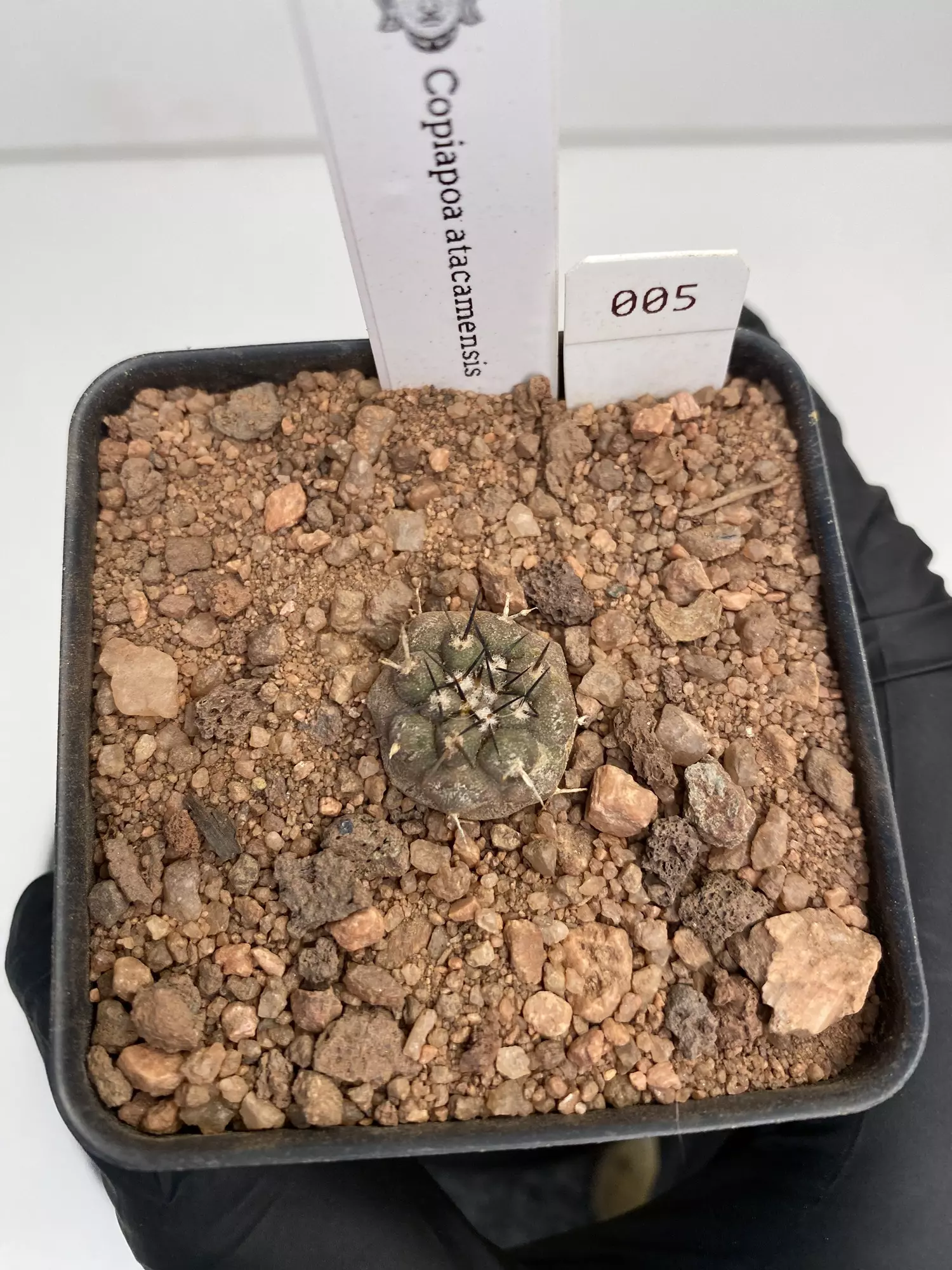 plant/Copiapoa atacamensis #005-0