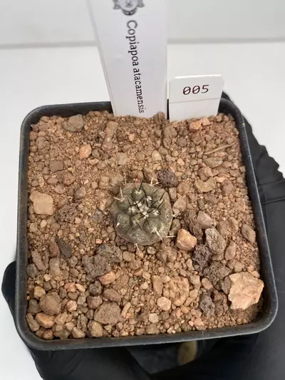 plant/Copiapoa atacamensis #005-0-thumbnail