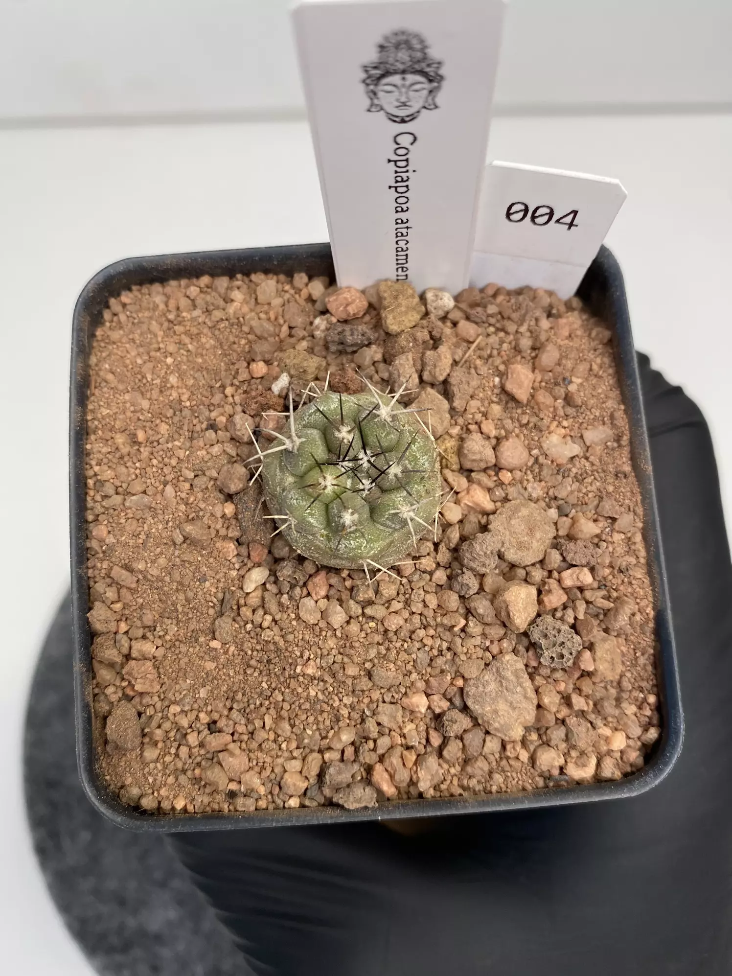 plant/Copiapoa atacamensis #004-0