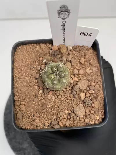plant/Copiapoa atacamensis #004-0-thumbnail