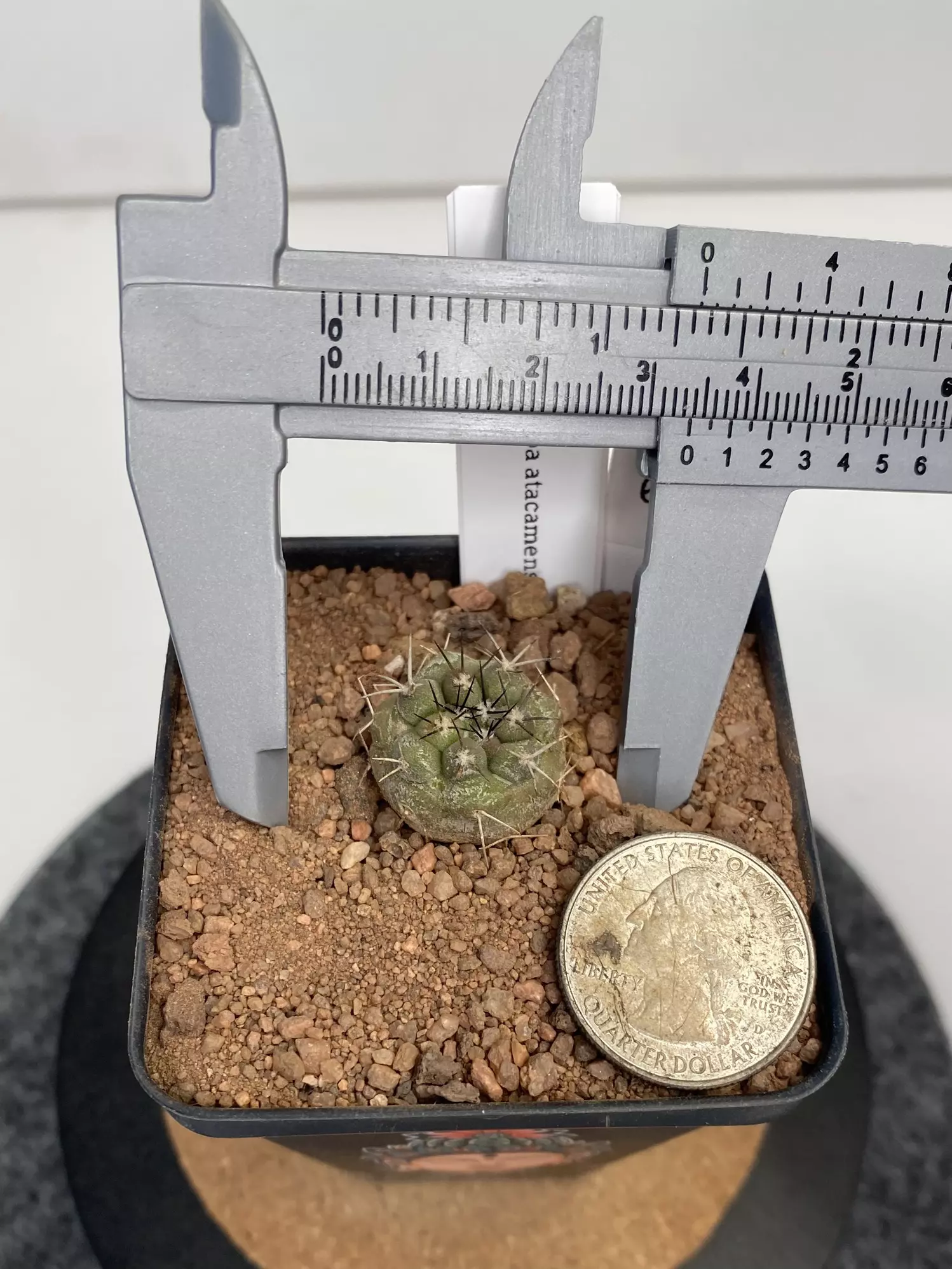 plant/Copiapoa atacamensis #004-1