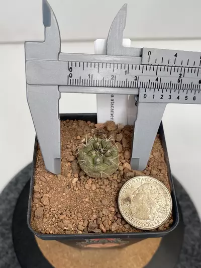 plant/Copiapoa atacamensis #004-1-thumbnail