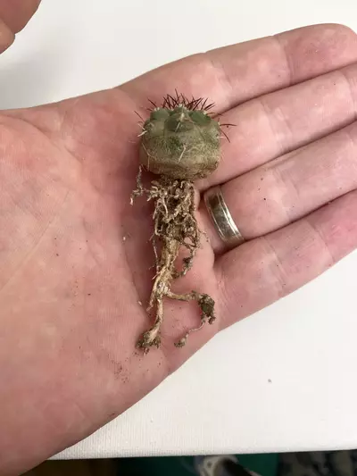 plant/Copiapoa atacamensis #003-3-thumbnail