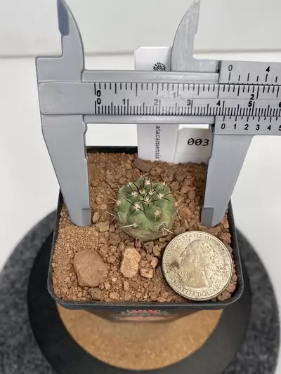 plant/Copiapoa atacamensis #003-2-thumbnail