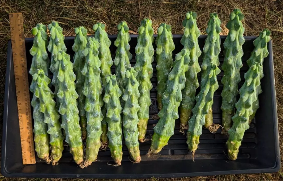 plant/Myrtillocactus geometrizans 'Fukurokuryuzinboku' (Boobie Cactus)-0