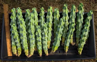 plant/Myrtillocactus geometrizans 'Fukurokuryuzinboku' (Boobie Cactus)-0-thumbnail