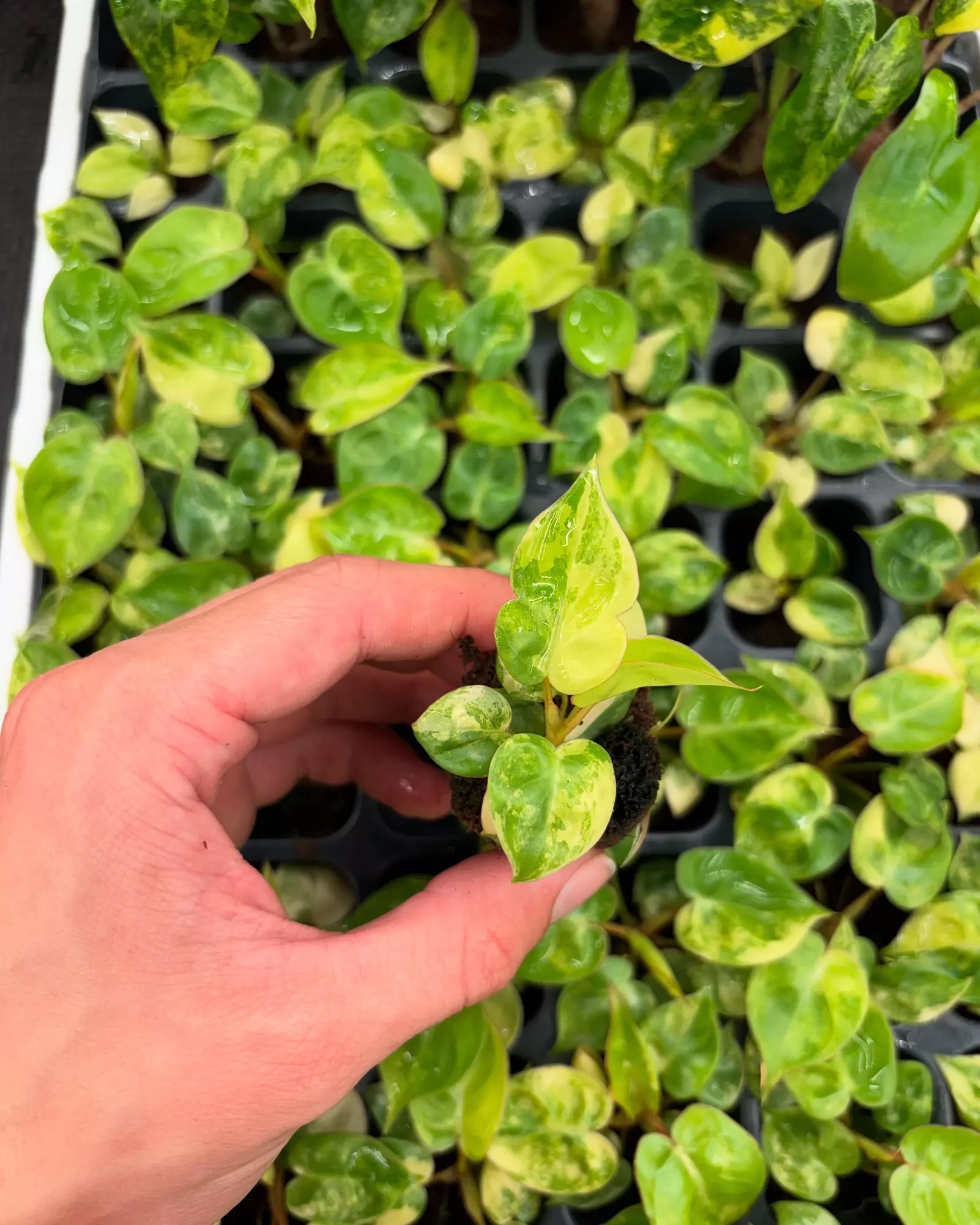 plant/Philodendron Billietiae barest stater plug growers choice-0