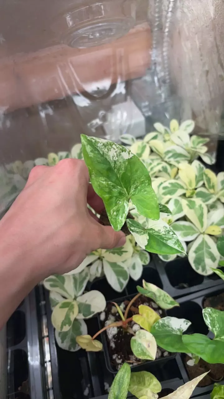 plant/Syngonium albo growers choice-0