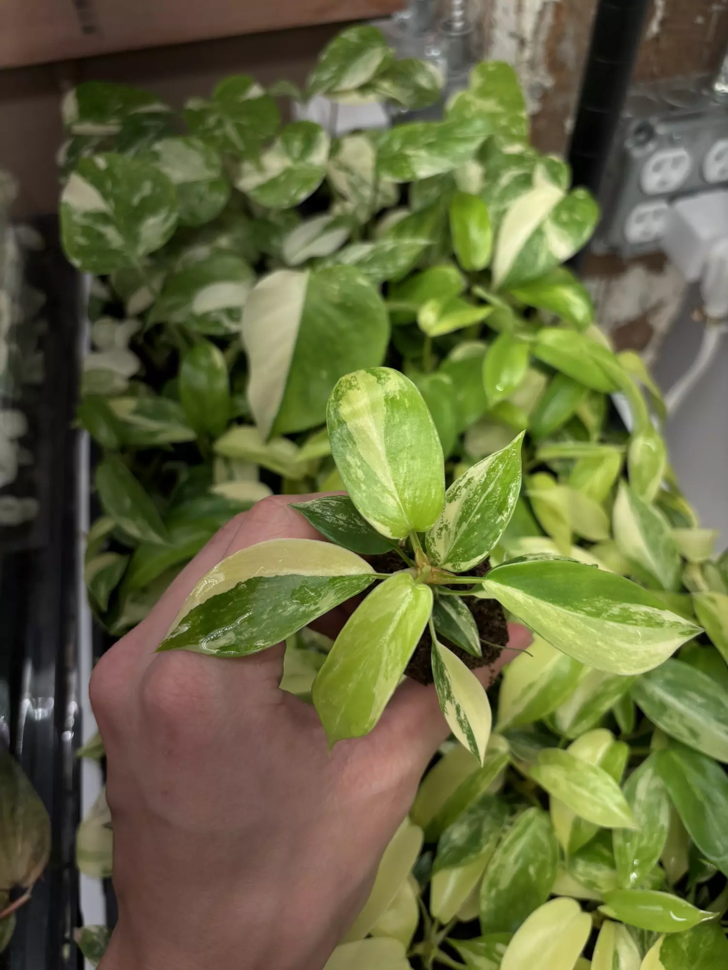 plant/Philodendron Florida beauty starter plug growers choice-0