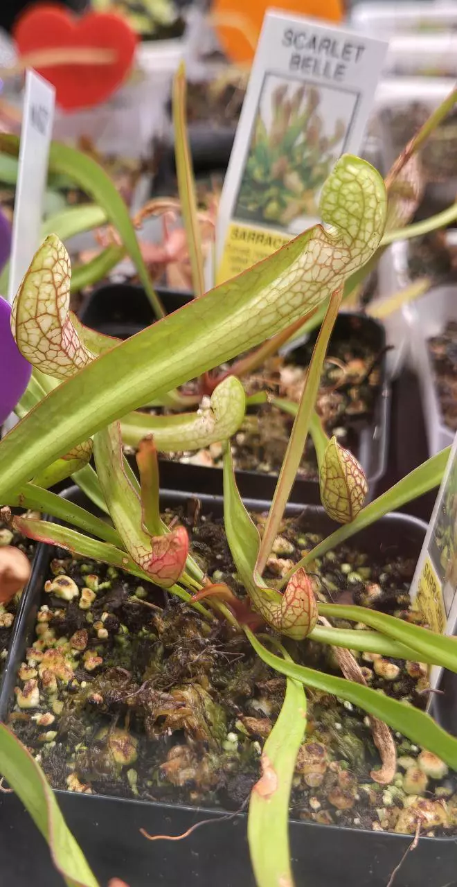 plant/Sarracenia Scarlett Belle 3 inch pot-0