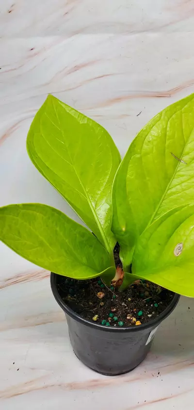 plant/Anthurium KING OF KINGS👑-1-thumbnail