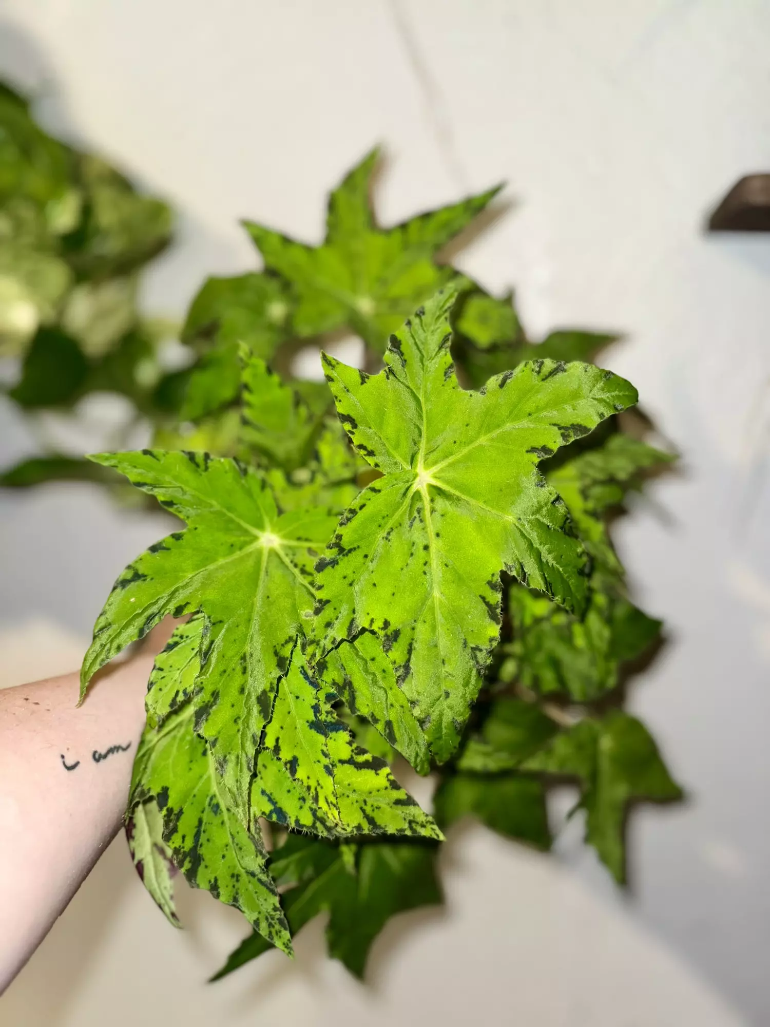 plant/Begonia Geometry-0