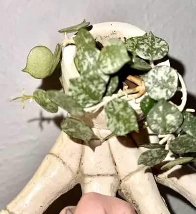 plant/HOYA Curtsii splash ( planter nfs)-1-thumbnail