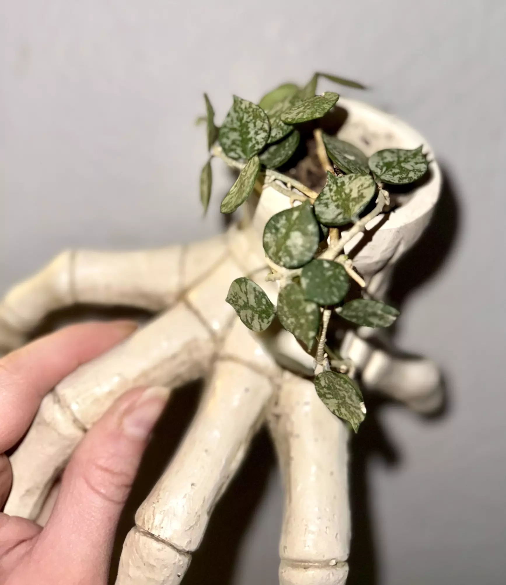 plant/HOYA Curtsii splash ( planter nfs)-0