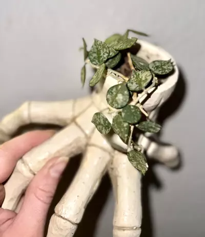 plant/HOYA Curtsii splash ( planter nfs)-0-thumbnail