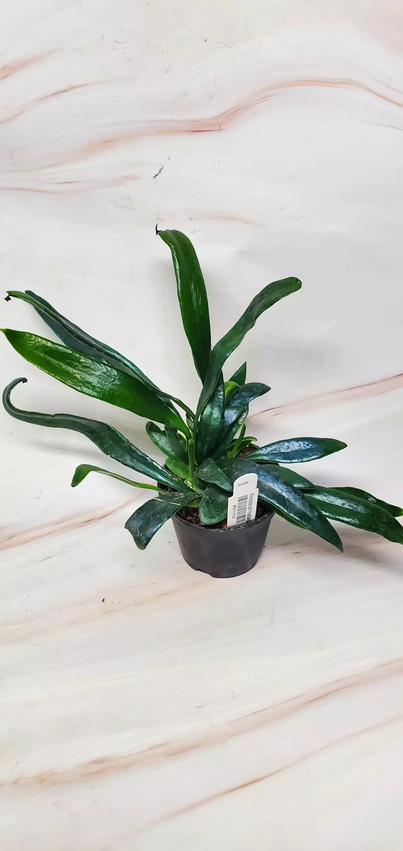 plant/Blue Oil Fern 2"-0