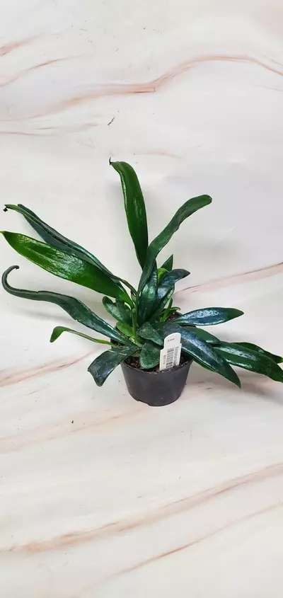 plant/Blue Oil Fern 2"-0-thumbnail