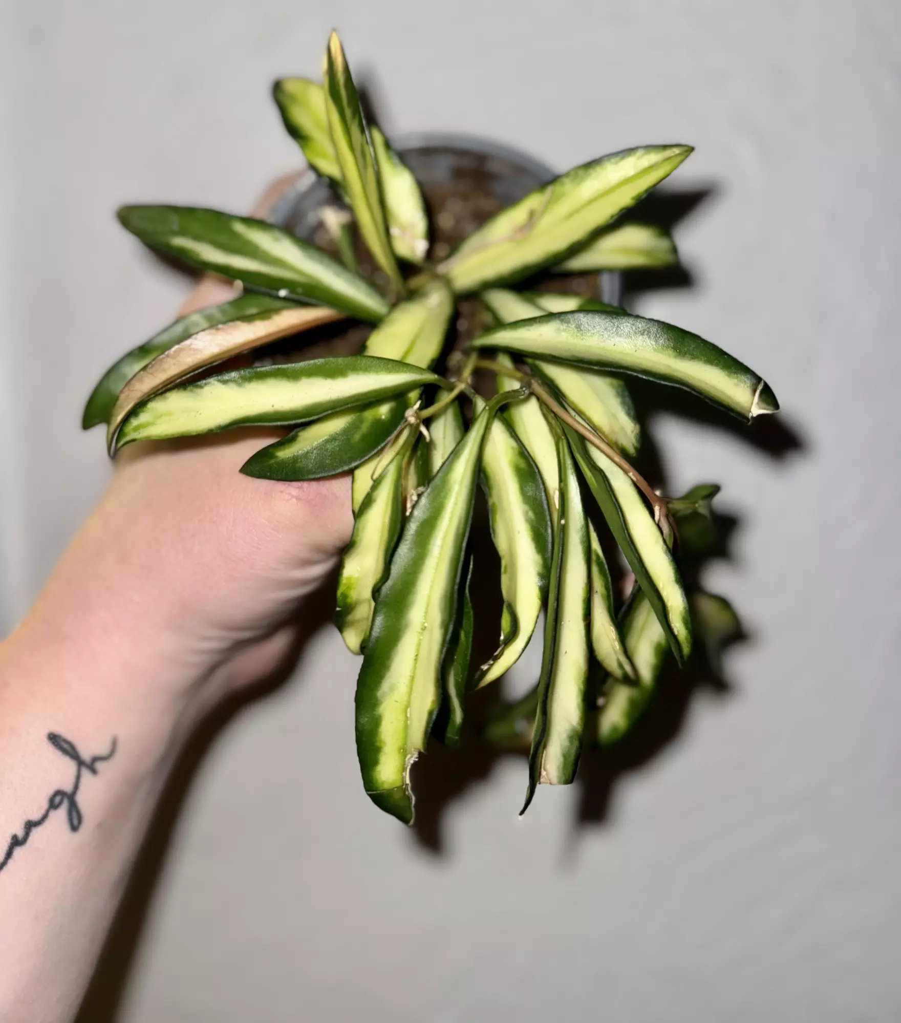 plant/HOYA wayetii tricolor-0