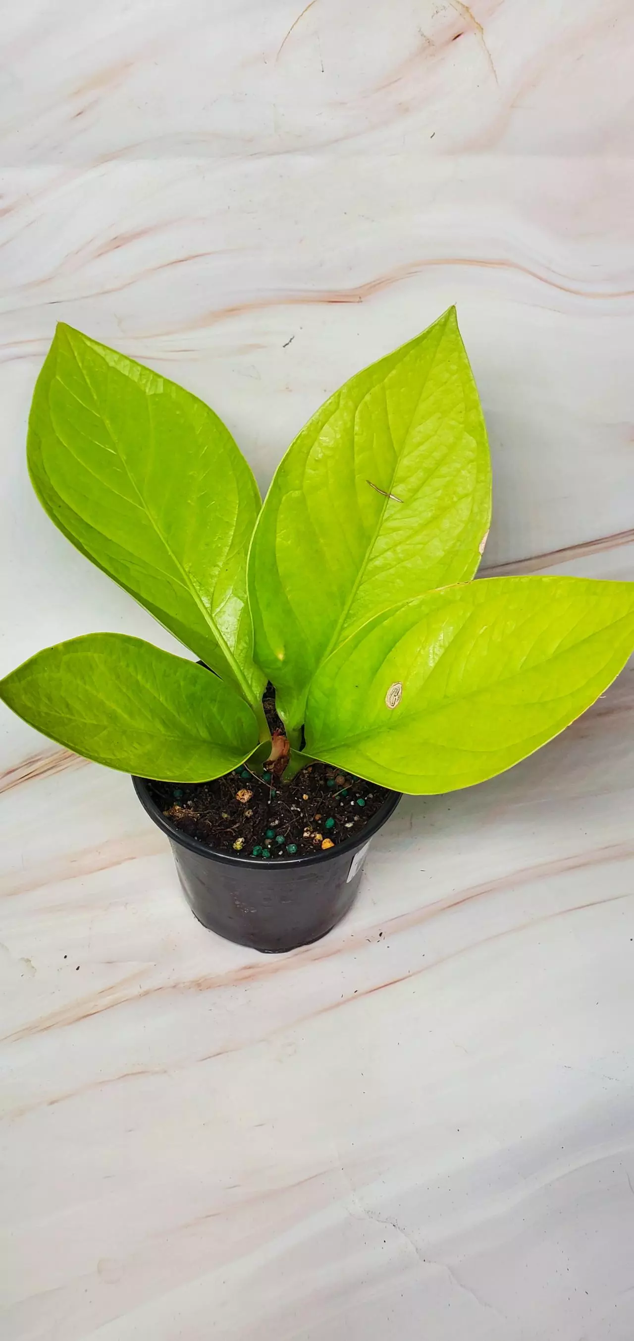 plant/Anthurium KING OF KINGS👑-0