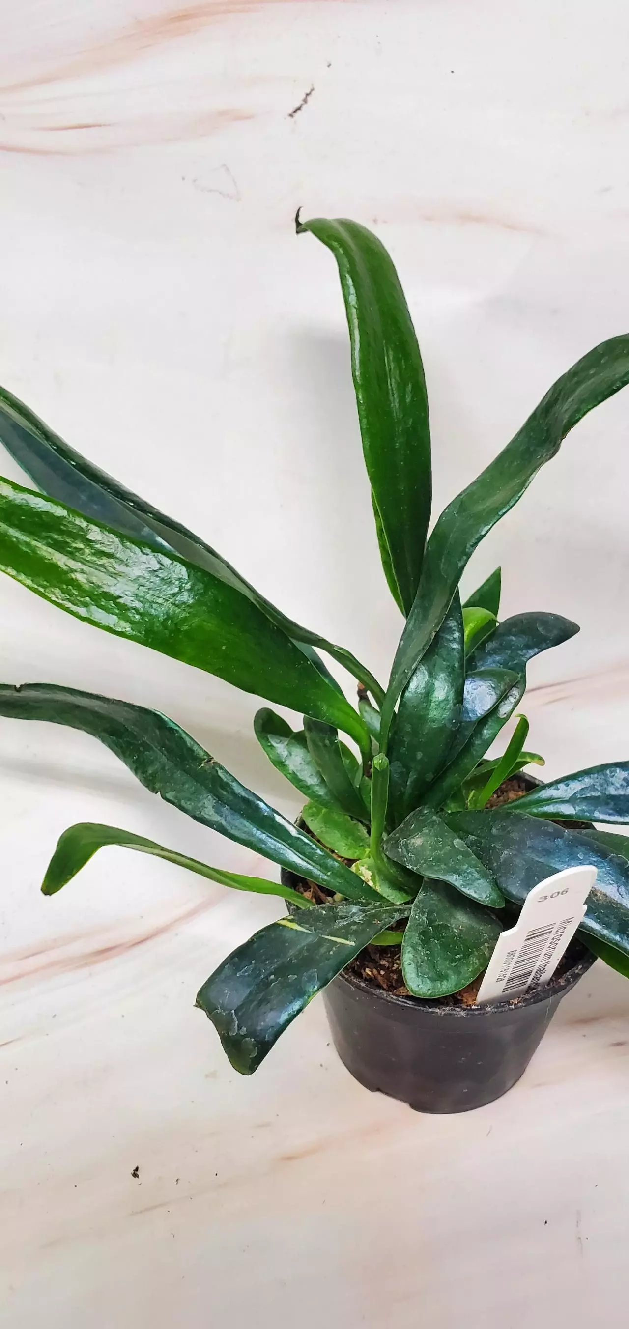 plant/Blue Oil Fern 2"-1