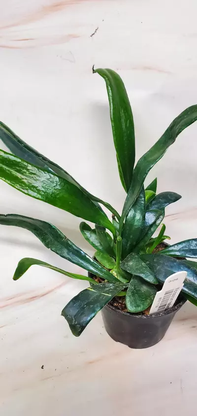 plant/Blue Oil Fern 2"-1-thumbnail