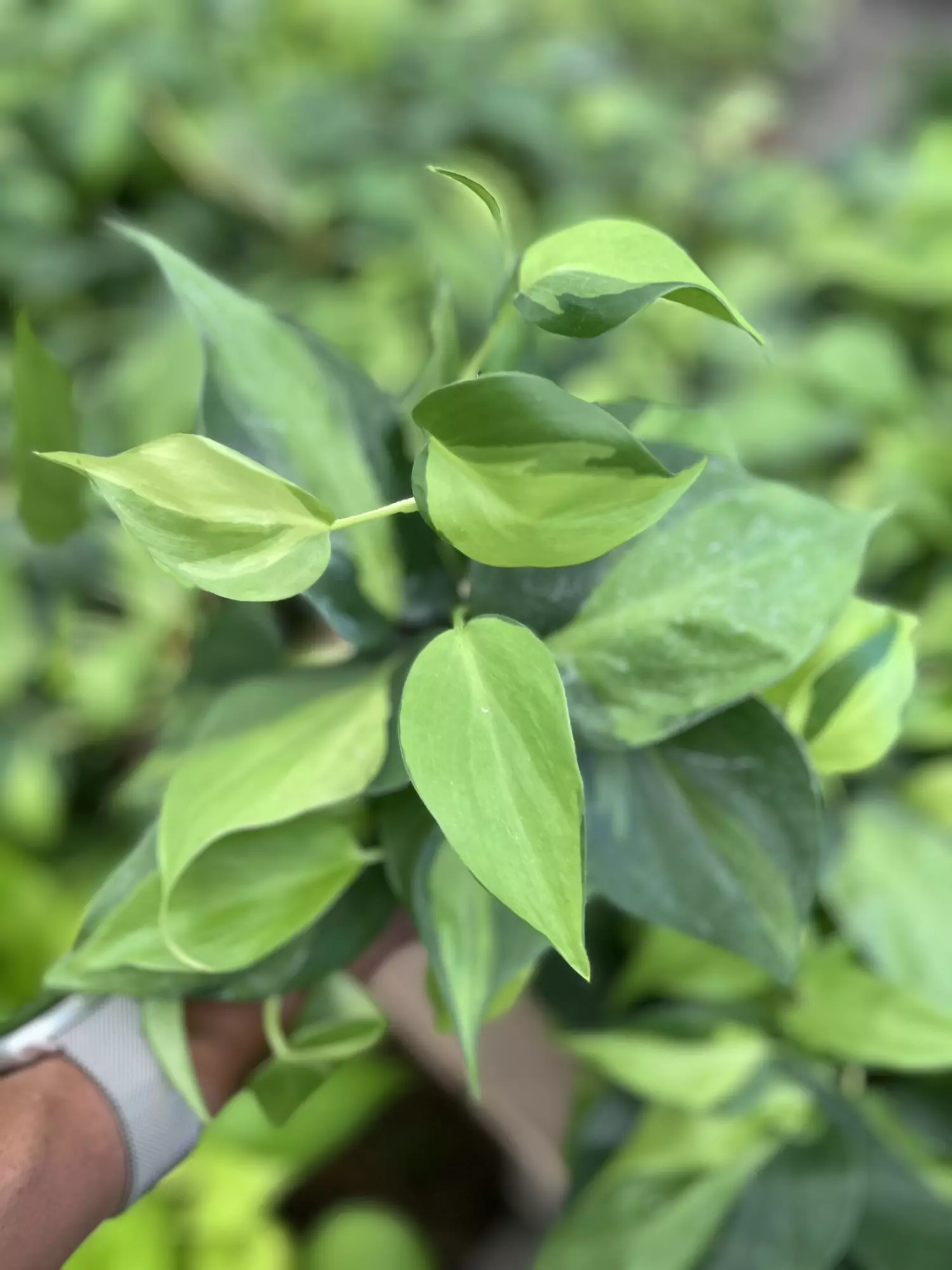 plant/Philodendron Brazil 4 Inch-0