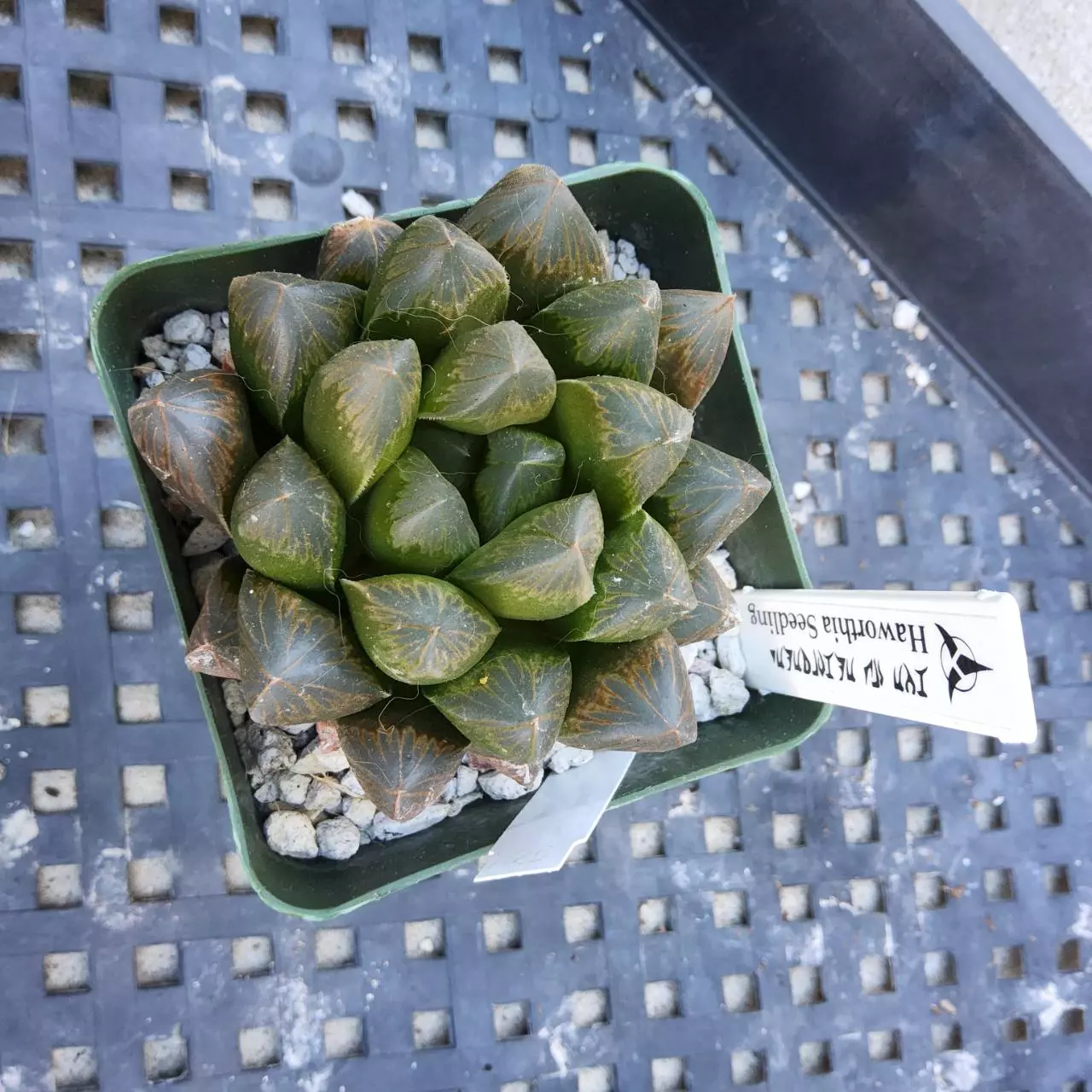 plant/Haworthia hybrid in 4"-0