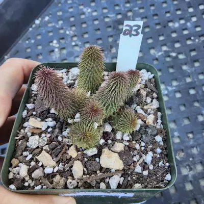 plant/23. Huernia pillansii in 4"-0-thumbnail