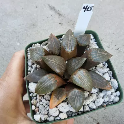 plant/415. Haworthia comptoniana hybrid in 4"-0-thumbnail