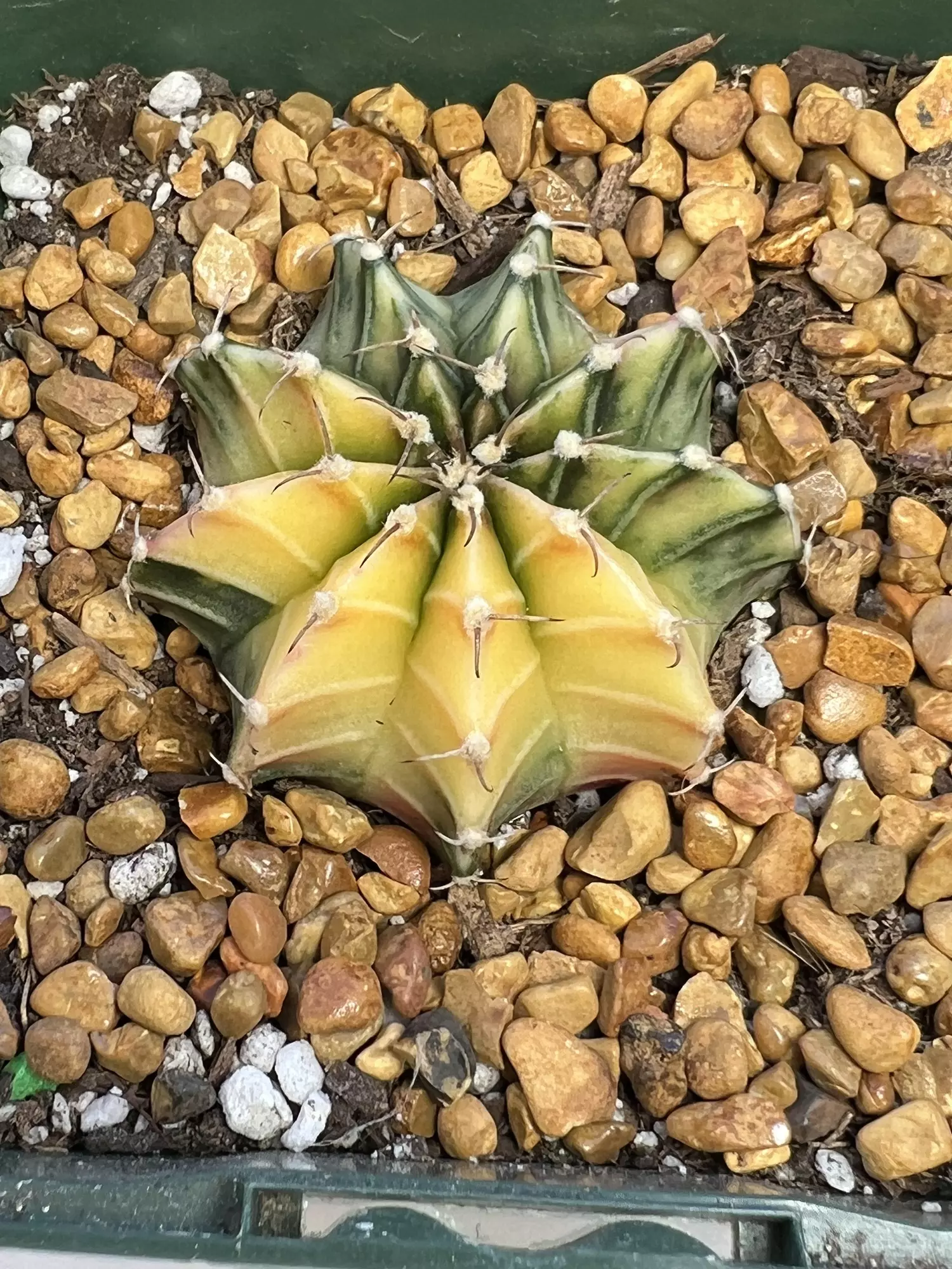 plant/Gymno pink dimong clone-1